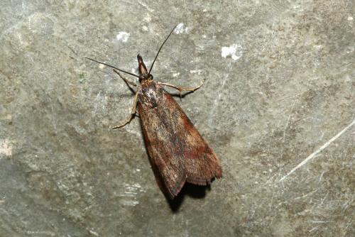Hypochalcia ahenella